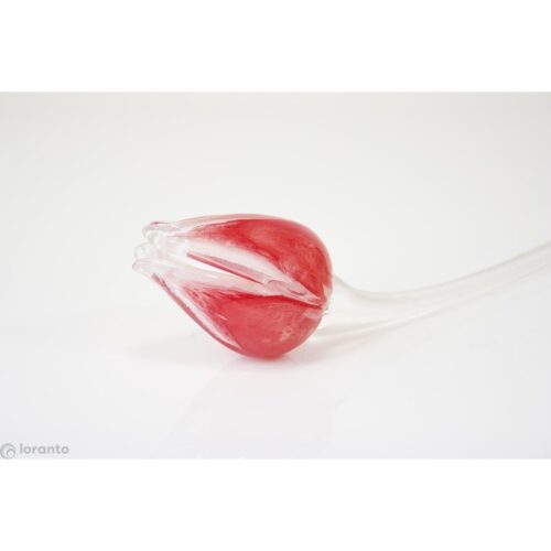 Loranto 'Glazen tulp rood-wit'