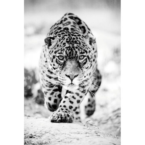 Foto op glas 'Leopard'